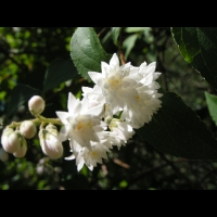 Deutzia scabra cv Candidissima (fam Saxifragacees) (3)